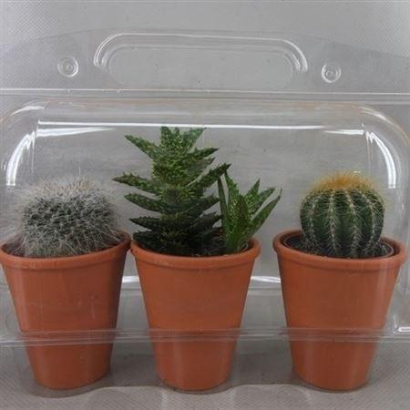 <h4>Cactus gemengd</h4>