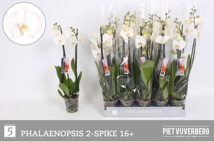 <h4>PHAL OV WIT</h4>