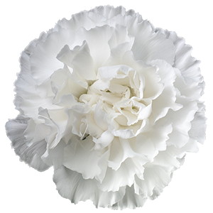 <h4>DIAN.ST. White Colibri</h4>