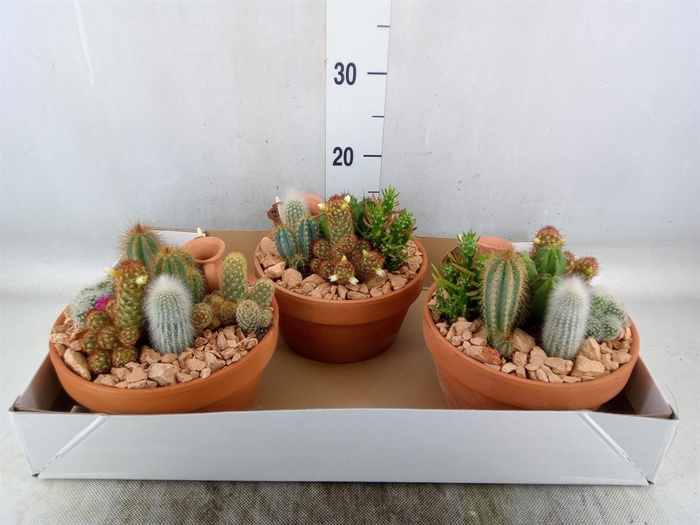 <h4>Arr.  Cactus L%</h4>