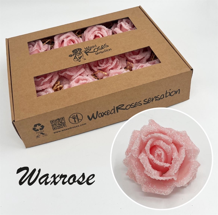<h4>Zijde R Wx Icy Peach</h4>