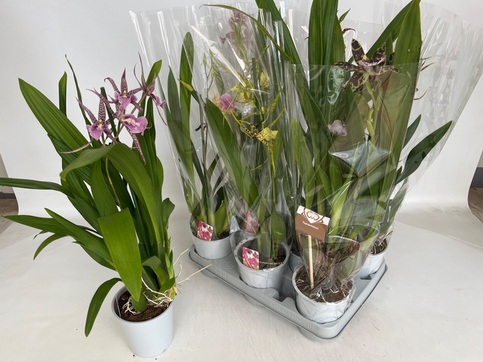<h4>ORCHIDEEEN OVERIG</h4>