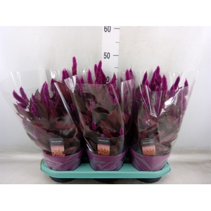 Celosia arg. SP 'Mystic Shades'