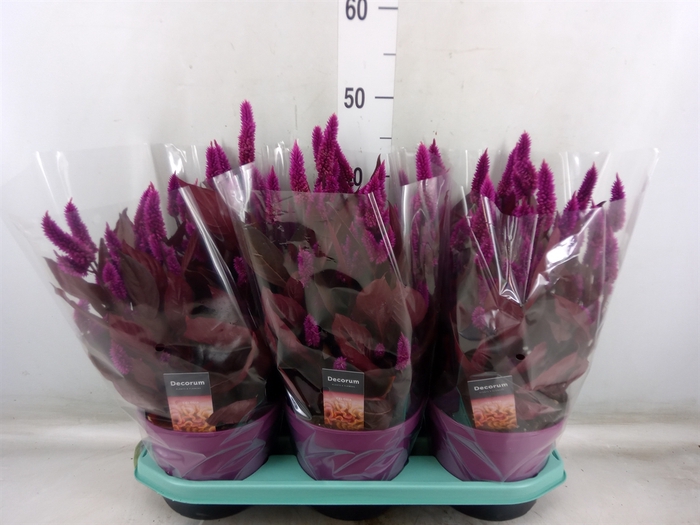 <h4>Celosia arg. SP 'Mystic Shades'</h4>