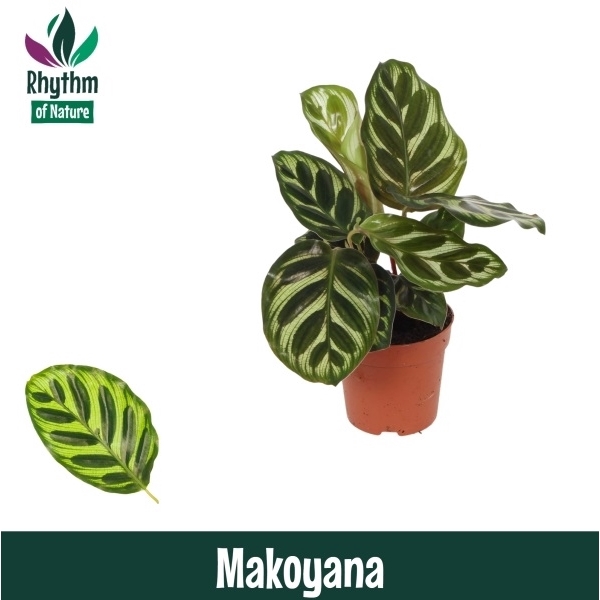 <h4>Calathea 7cm Makoyana</h4>