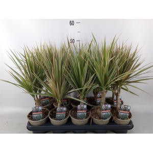 Dracaena marg. 'Bicolor'