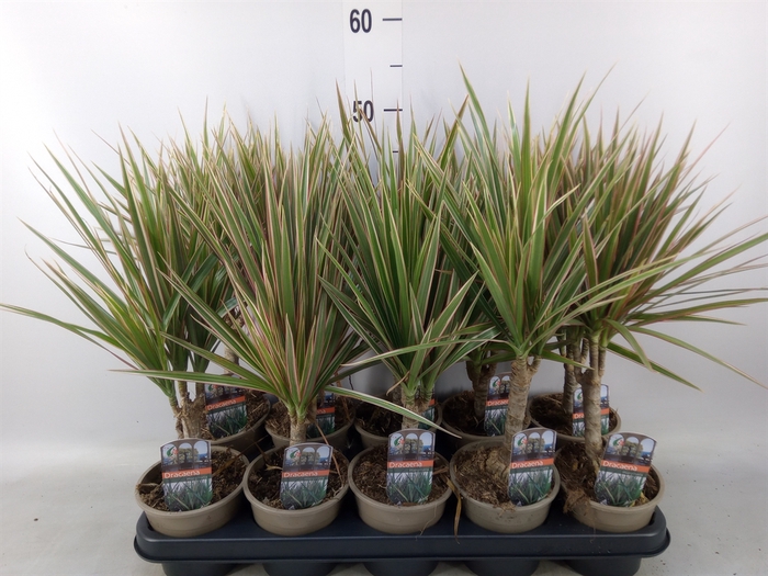 <h4>Dracaena marg. 'Bicolor'</h4>