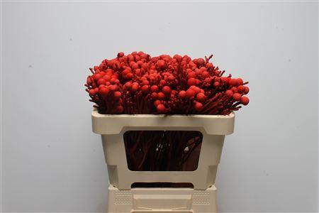 Kaaps Brunia Silver Rood