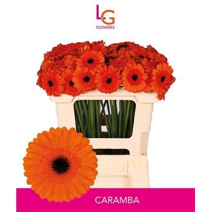 GE MI CARAMBA