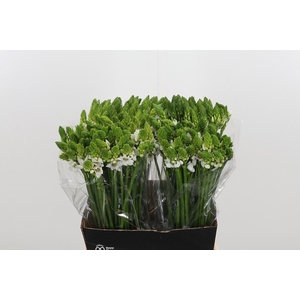 Ornithogalum Thyrsoides