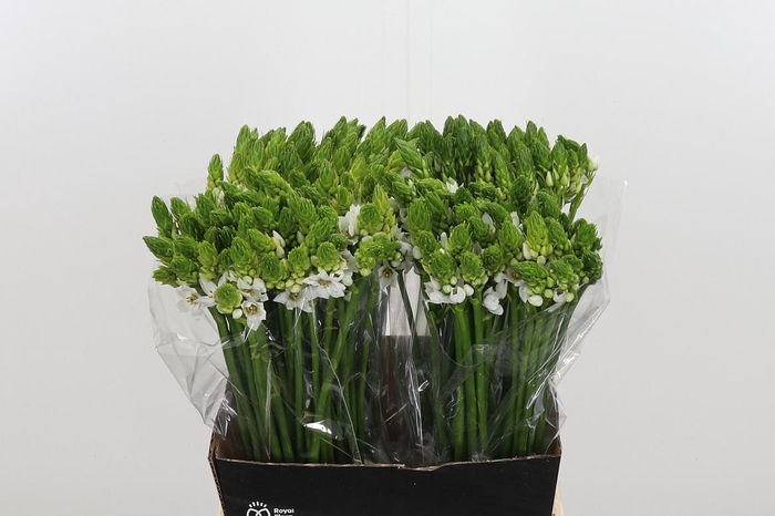 <h4>Ornithogalum Thyrsoides</h4>