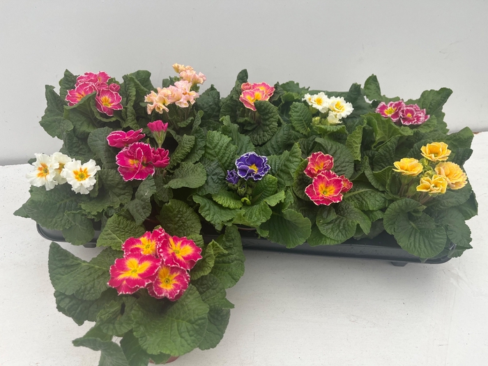 <h4>PRIM AC SIROCO GEM</h4>