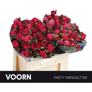 Rozen R Tr Par Trendsetter
