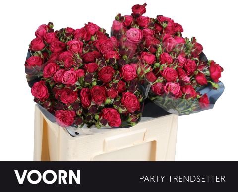<h4>Rozen R Tr Par Trendsetter</h4>