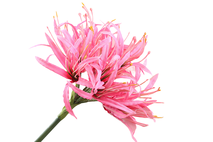 <h4>Nerine Pink</h4>