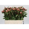 Paeonia Sarah Bernhardt