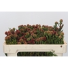 Kaaps Groen Brunia Fragarioides (Clusterstar)