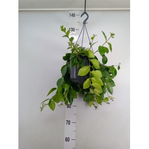 Aeschynanthus  'Mona Lisa'