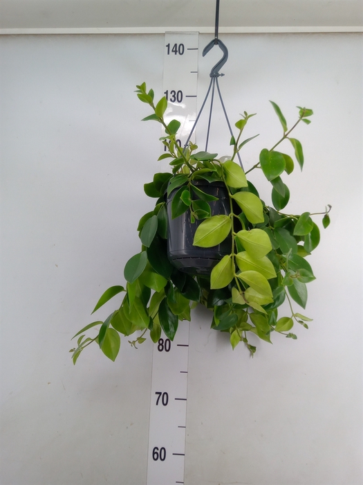 <h4>Aeschynanthus  'Mona Lisa'</h4>