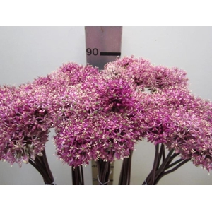 Allium Mount Cerise