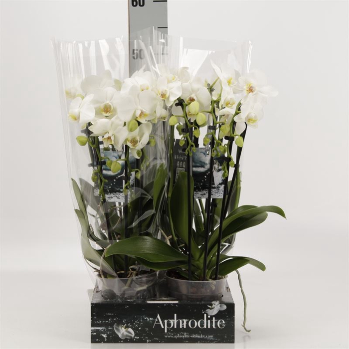 <h4>Phalaenopsis  'Elegant Cascade'</h4>