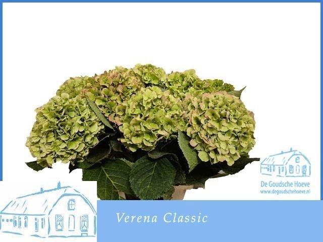 <h4>HYDR M CH VERENA CL</h4>