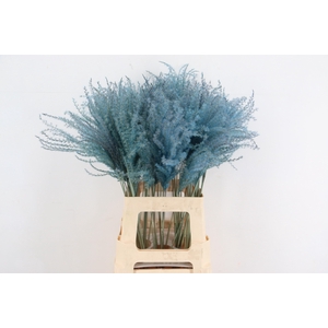 DF Miscanthus 70cm Light Blue