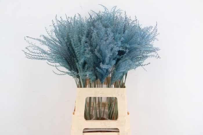 <h4>DF Miscanthus 70cm Light Blue</h4>