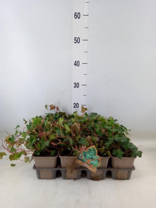 <h4>Hedera hibernica</h4>