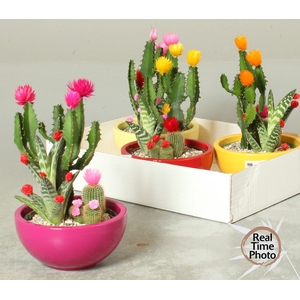 CACTUS VERSIERD