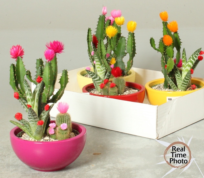 <h4>CACTUS VERSIERD</h4>