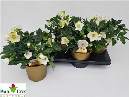 <h4>Hell Ni Viv Alexande 25 Bloemen++</h4>