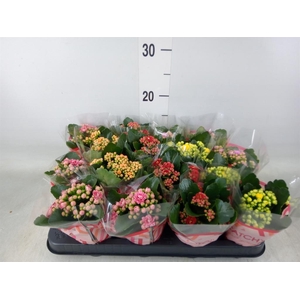 Kalanchoe blos.   ..rosebud mix  5