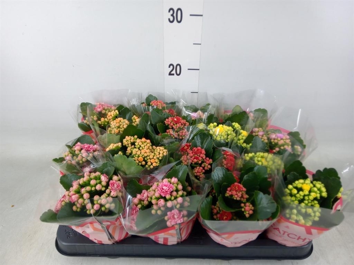<h4>Kalanchoe blos.   ..rosebud mix  5</h4>