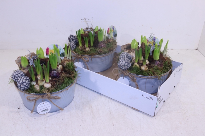 <h4>ARR BOL KNOLGEWAS</h4>