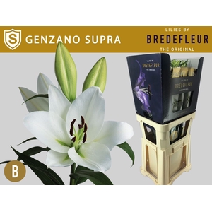 LI OT GENZANO SUPRA KRAAG