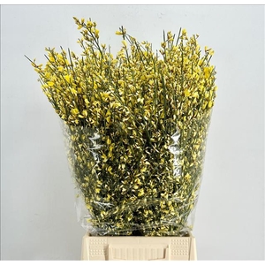 Genista Heidebrem Painted Yellow