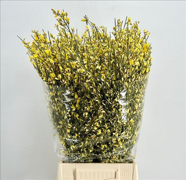Genista Heidebrem Painted Yellow