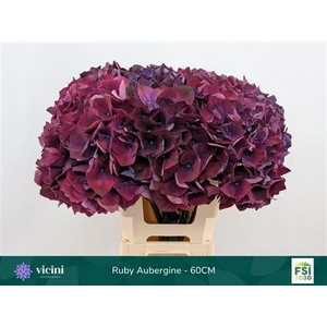 Hydr M Mag Rubyred Purple