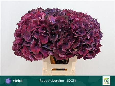 <h4>Hydr M Mag Rubyred Purple</h4>