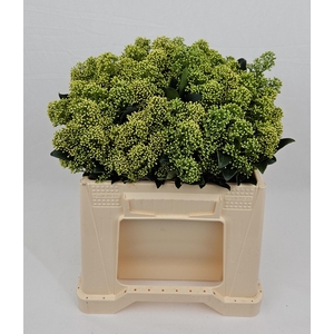 SKIM J FRANK WHIT BS