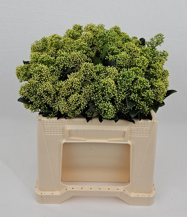 <h4>SKIM J FRANK WHIT BS</h4>