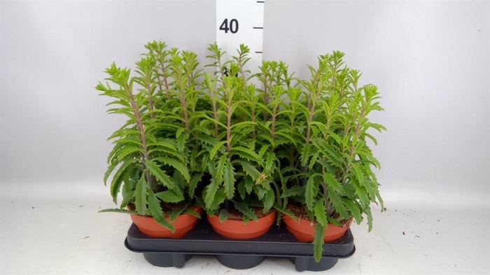 <h4>Kalanchoe NF laciniata</h4>
