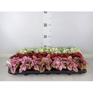 Hypoestes phyllo.   ...mix