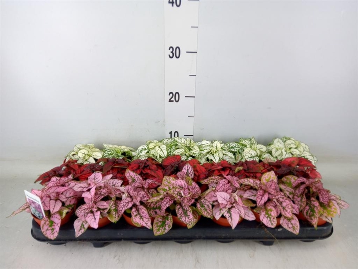 <h4>Hypoestes phyllo.   ...mix</h4>