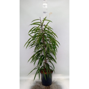 Ficus binn. 'Alii'