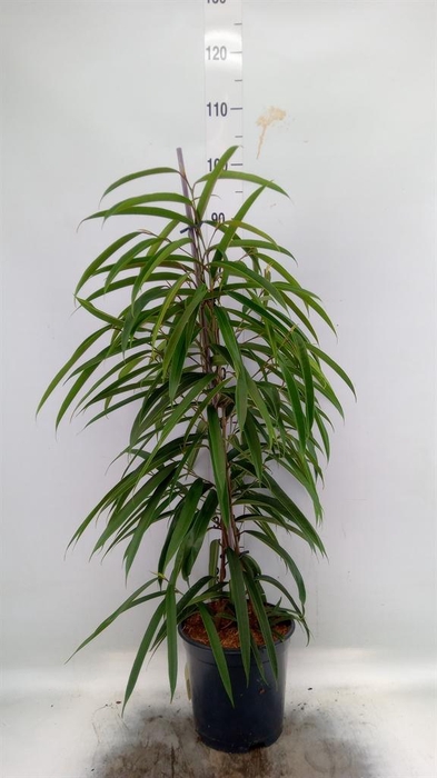 <h4>Ficus binn. 'Alii'</h4>