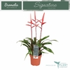 Vriesea Elan