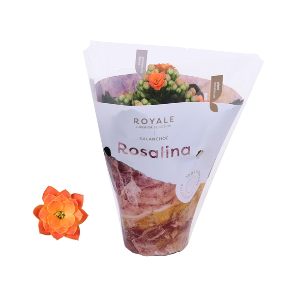 <h4>Kalanchoe Rosalina 07cm Royale Pedro oranje</h4>