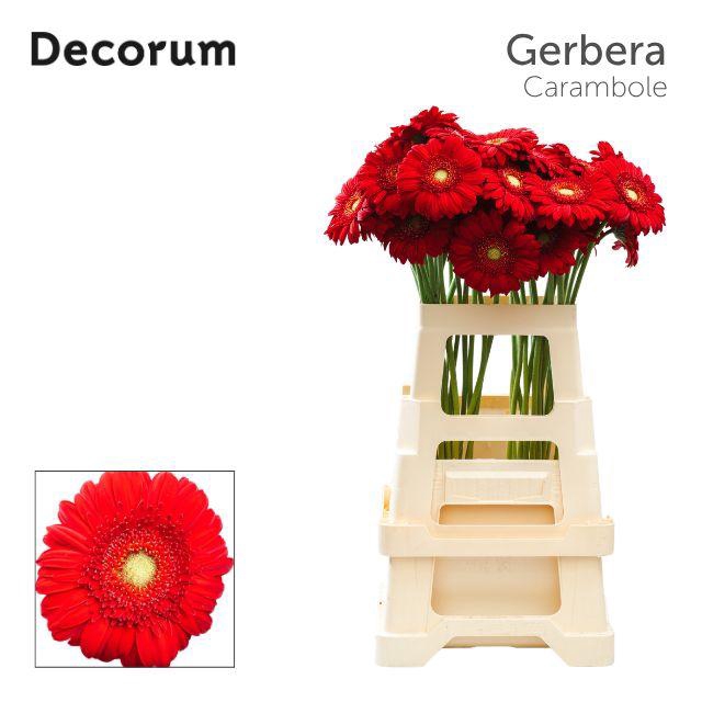 <h4>Gerbera Carambole Water x40 Lang</h4>